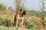 BULLMASTIFF 226